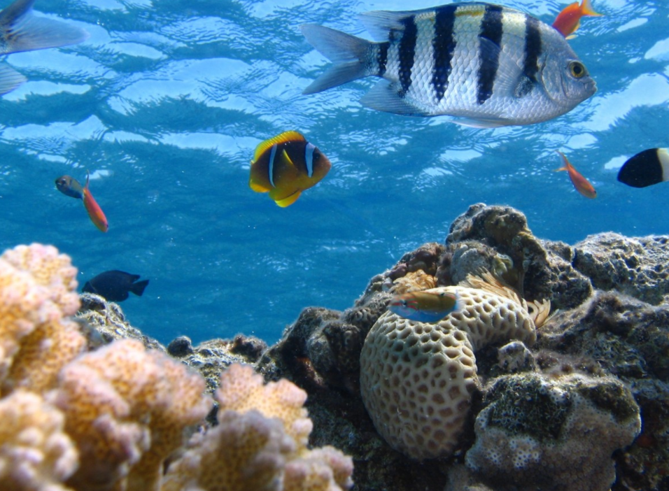Palma Aquarium